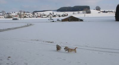 Galerie 5: Im Schnee